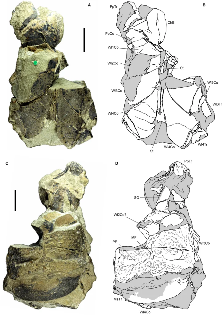 NHMUK PI I 534, lectotype (part) of Praearcturus gigas Woodward 1870a from the Lochkovian St Maughan's Formation of Rowlestone, Herefordshire, England.