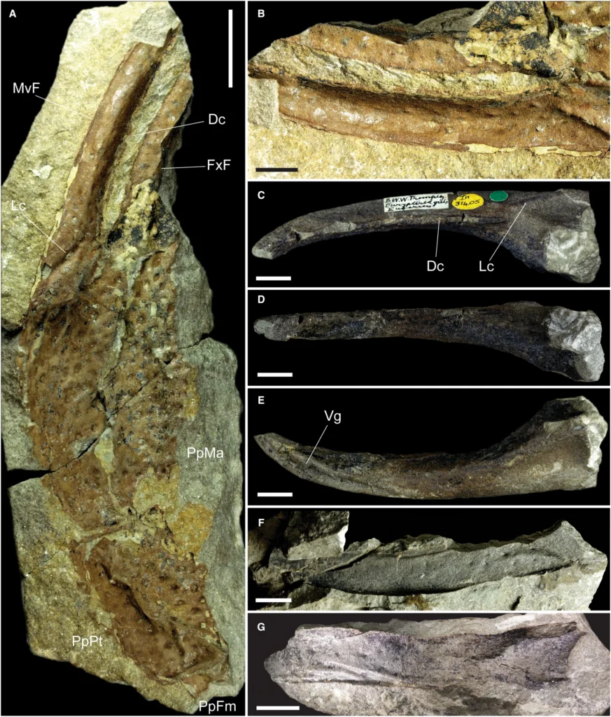 Pedipalp elements of Praearcturus gigas Woodward 1870a (A–B) and new synonym Brontoscorpio anglicus Kjellesvig-Waering 1972 (C–G) from the Lochkovian St Maughan's Formation of Rowlestone, Herefordshire (A–B) and Trimpley, Worcestershire