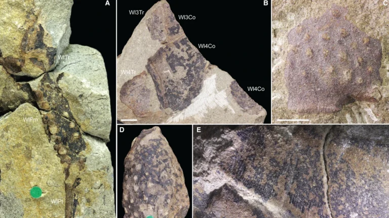 Various elements of Praearcturus gigas Woodward 1870a from the Lochkovian St Maughan's Formation of Rowlestone (A, B, D, E) and Longtown (C), Herefordshire, England