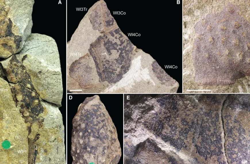 Various elements of Praearcturus gigas Woodward 1870a from the Lochkovian St Maughan's Formation of Rowlestone (A, B, D, E) and Longtown (C), Herefordshire, England