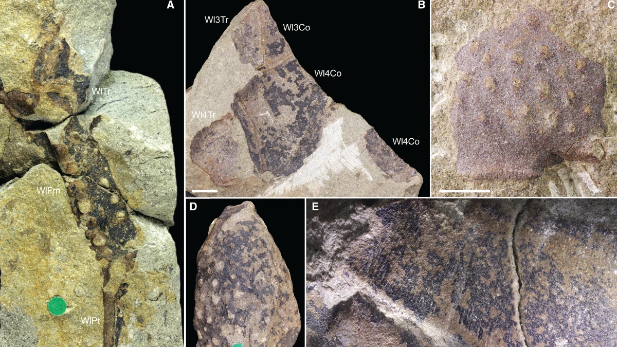 Various elements of Praearcturus gigas Woodward 1870a from the Lochkovian St Maughan's Formation of Rowlestone (A, B, D, E) and Longtown (C), Herefordshire, England