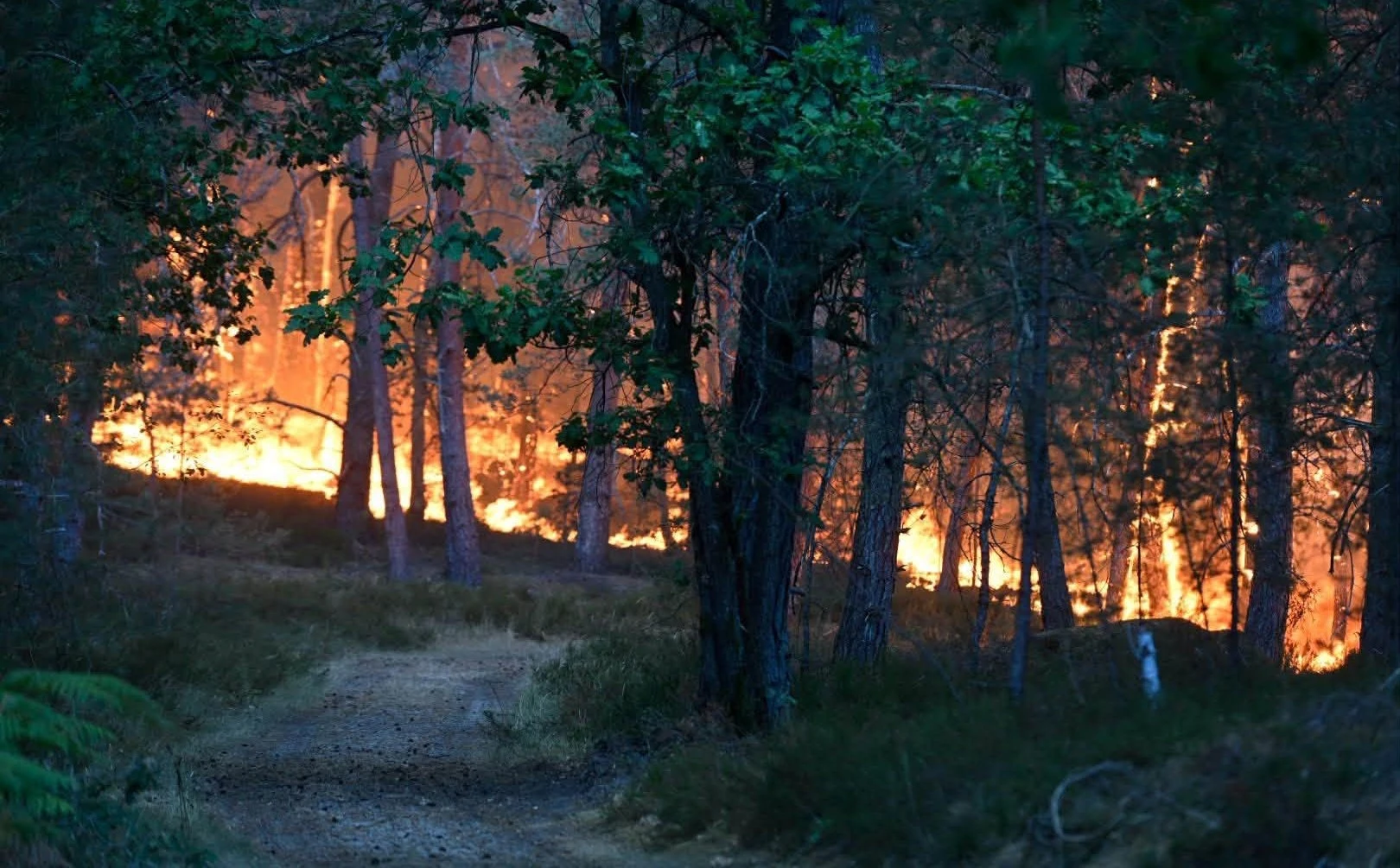 Firefighters battle the Fontainebleau wildfire near Paris, France, July 13, 2026 5