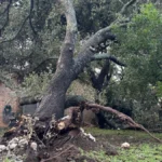 Tree damaged by severe weather that spawned a tornado in San Antonio on July 15, 2026