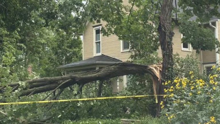 Tree damaged by severe storms in the Chicago area, illinois, on August 11, 2026