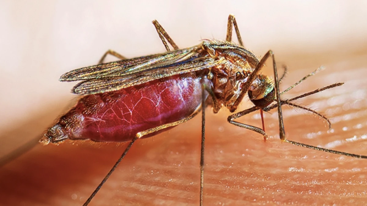 Dengue mosquito
