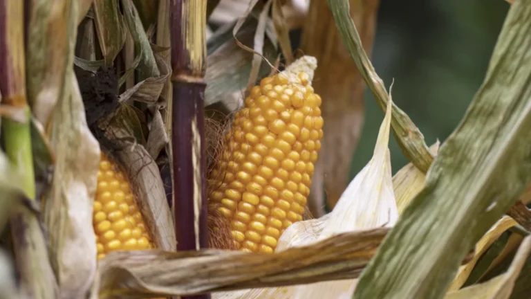 Stock image of a maize plant in field-feature-france-heatwave-maize-croploss-2026