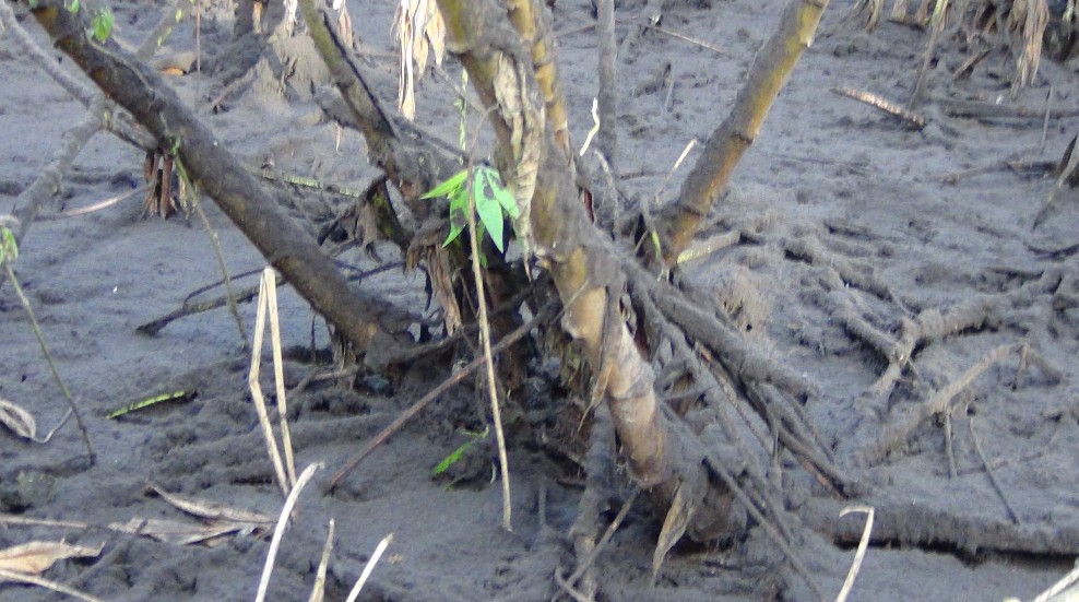 Ambae volcano ash on plants March 2018
