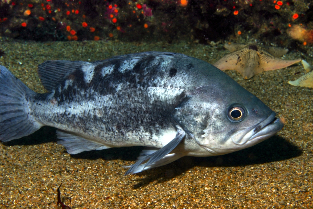 black-rockfish-feb-24-2021