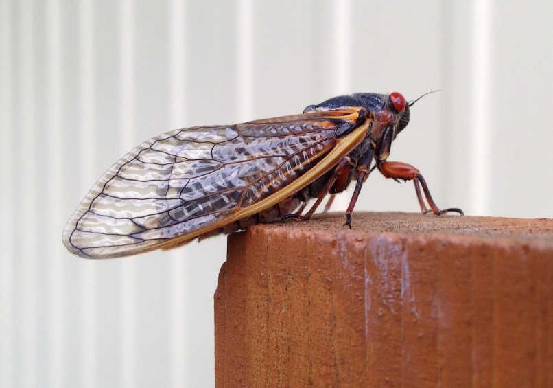 cicadas-may-25-2020-3