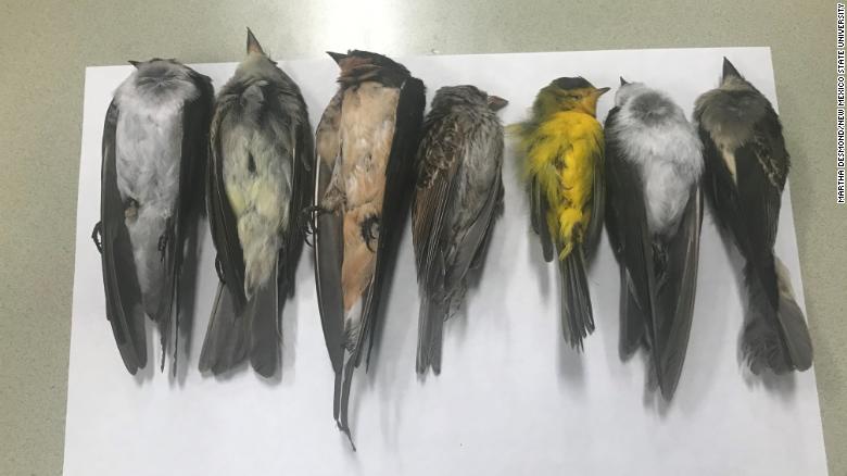 dead-migratory-birds-in-new-mexico-sept-16-2020