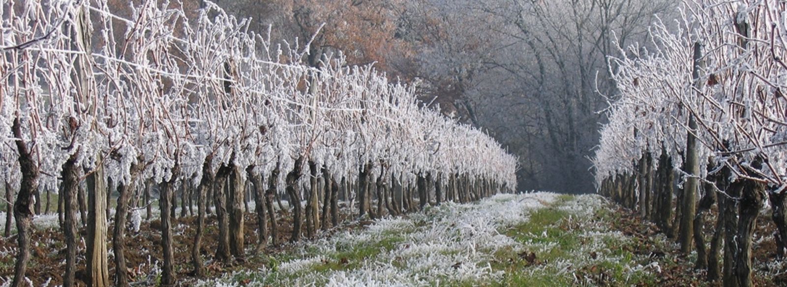 italy-orchard-damaged-by-frost-march-27-2020