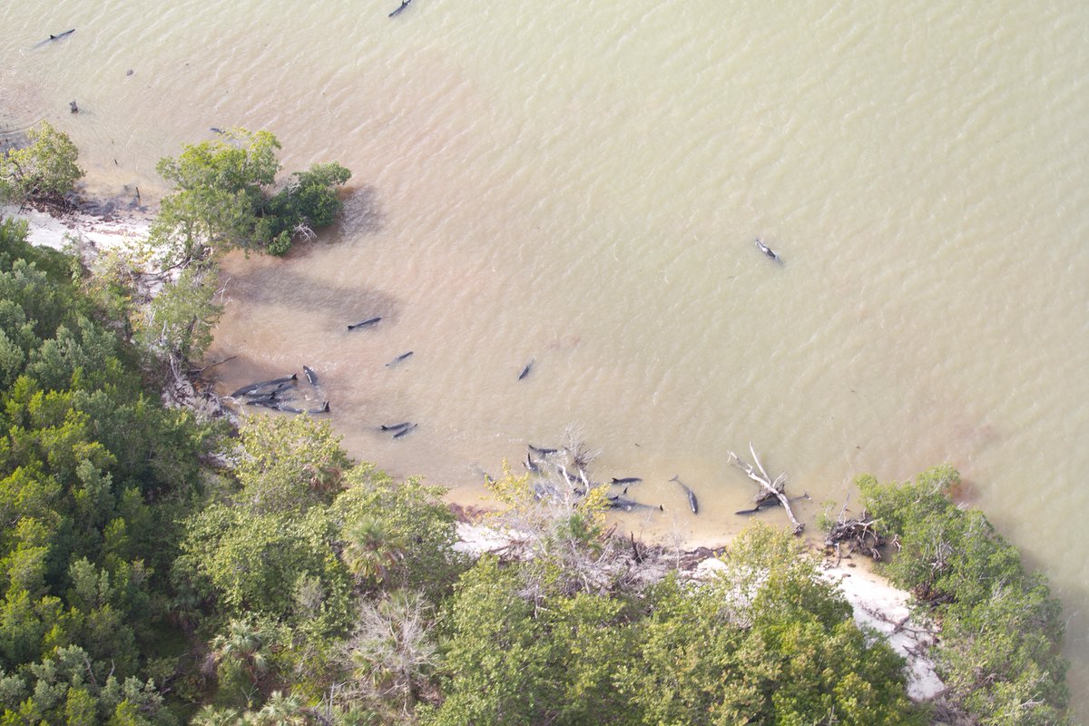 95 false killer whales stranded in Florida Everglades, January 2017