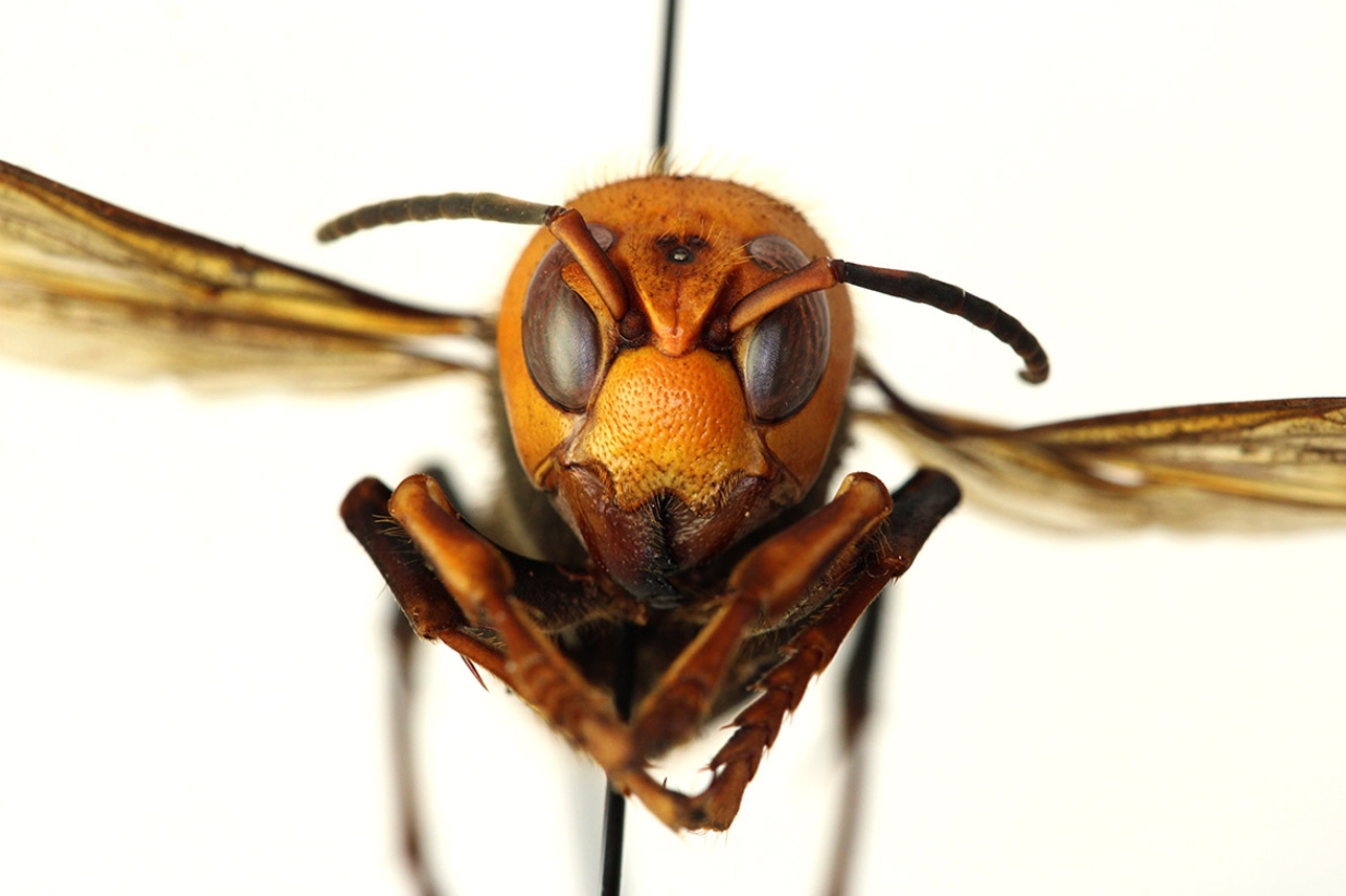 murder-hornets-may-5-2020-2