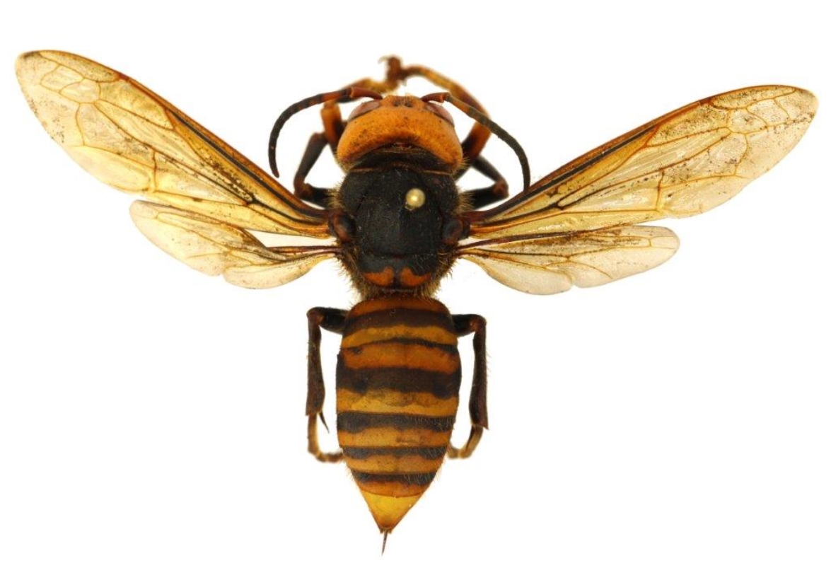 murder-hornets-may-5-2020-4