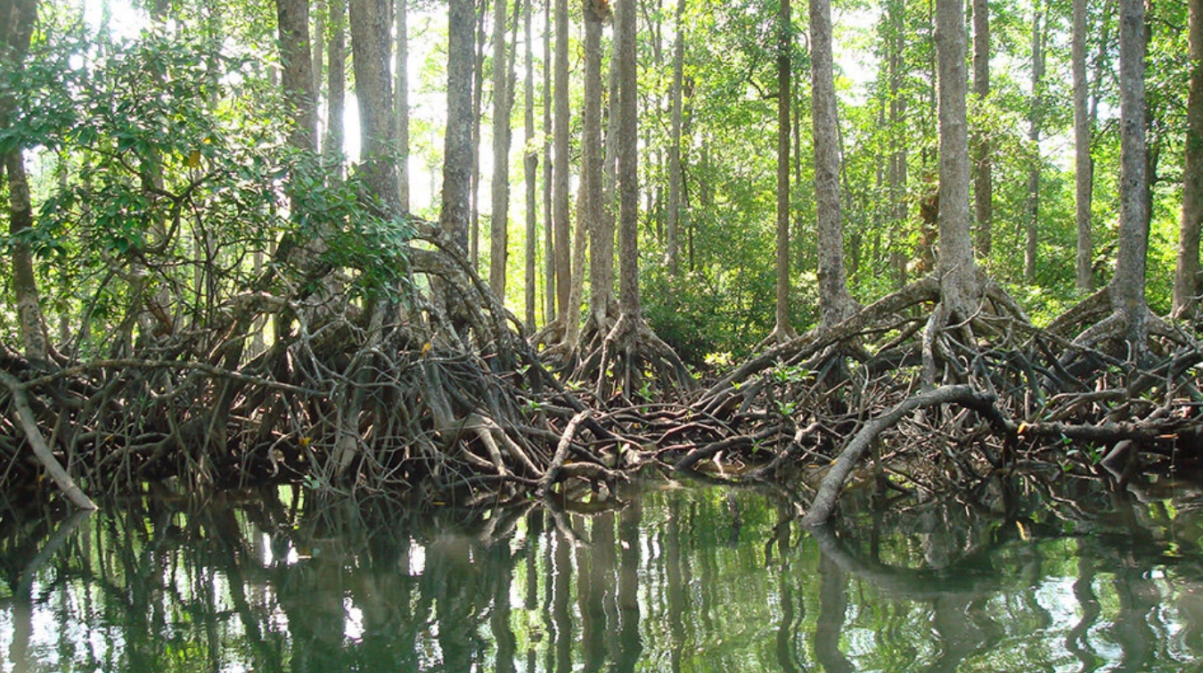 myanmar-mangroves-march-5-2020