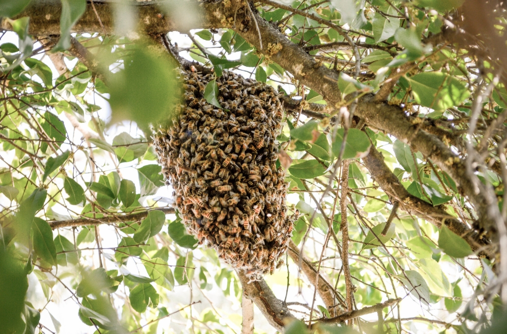 wild-beehive-july-31-2020